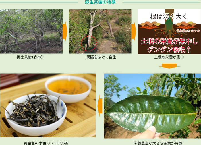 人口育成される茶樹の特徴