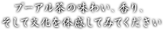 プーアル茶の味わい、香り、そして文化を体感してみてください